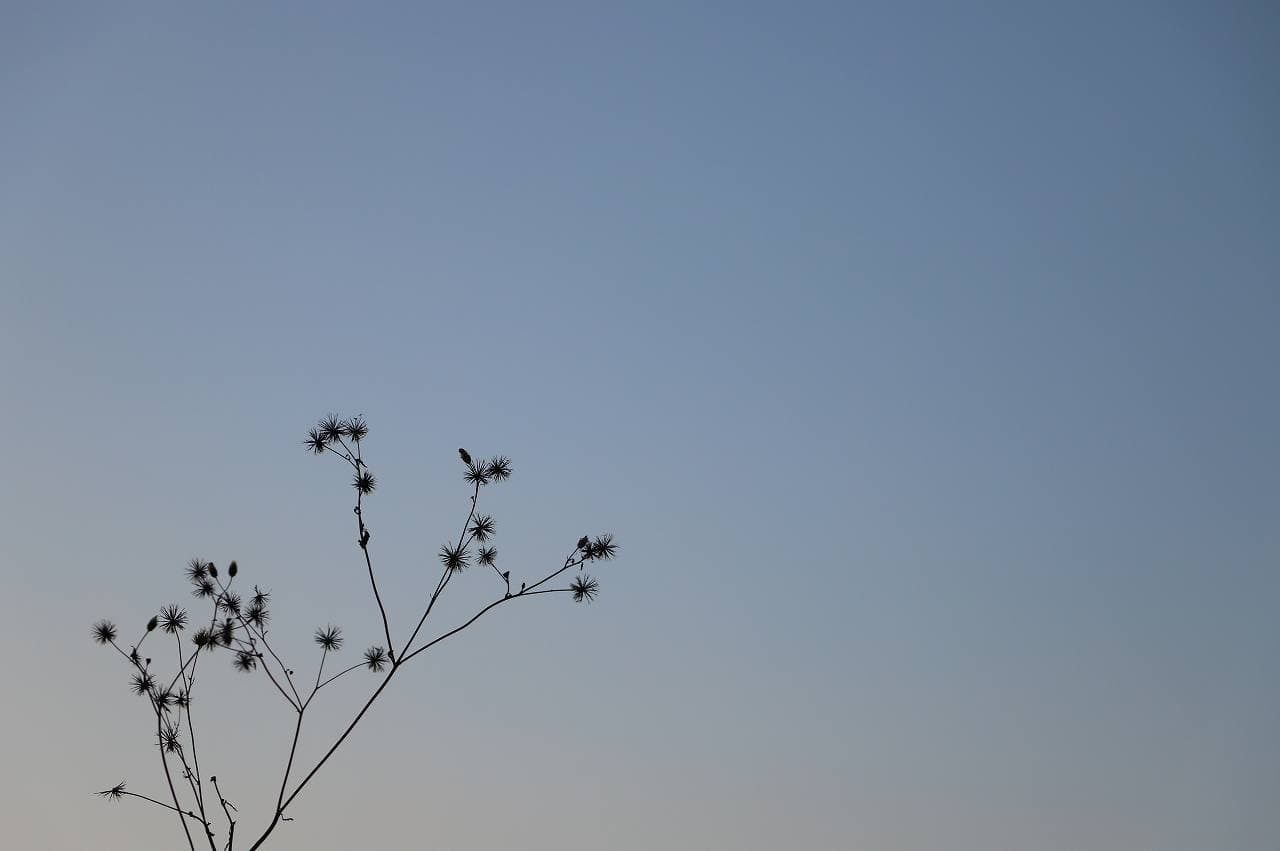 夕方の田んぼで。引っ付きむし