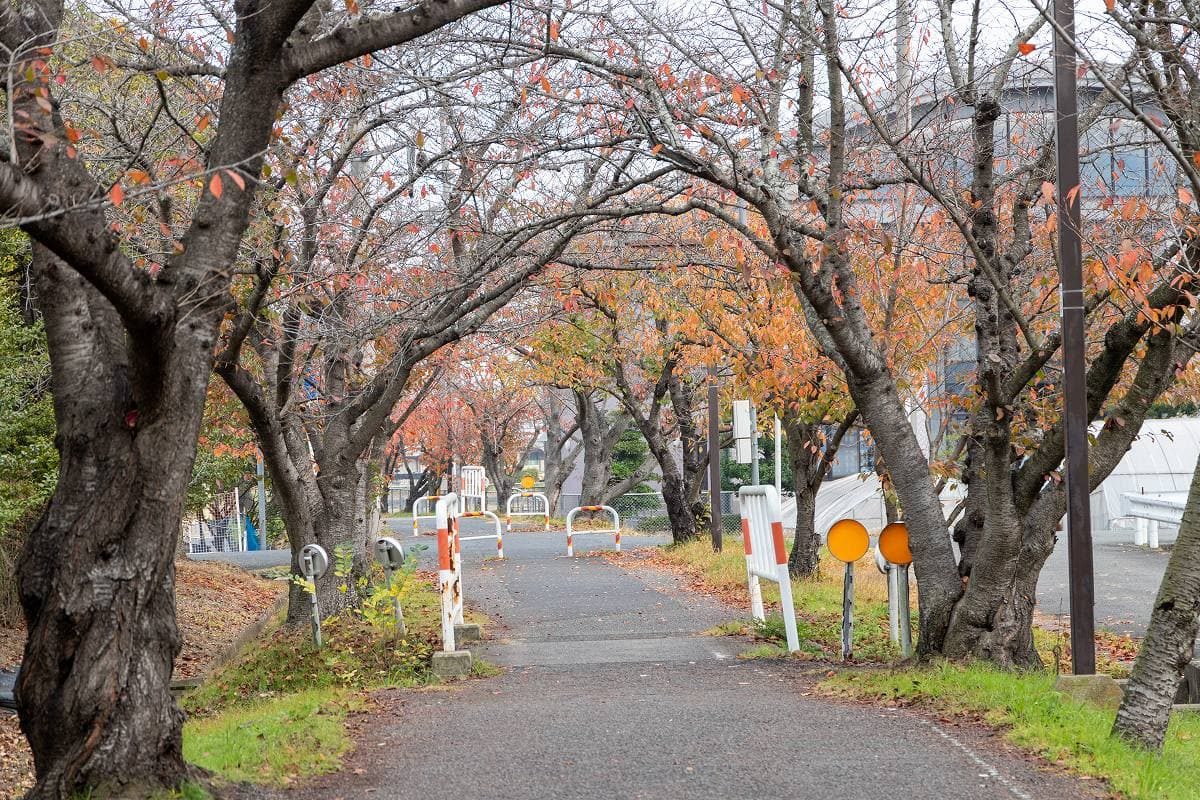 サクラの並木道