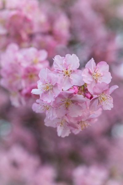 河津桜