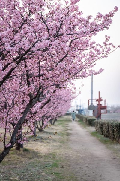 遊歩道の河津桜